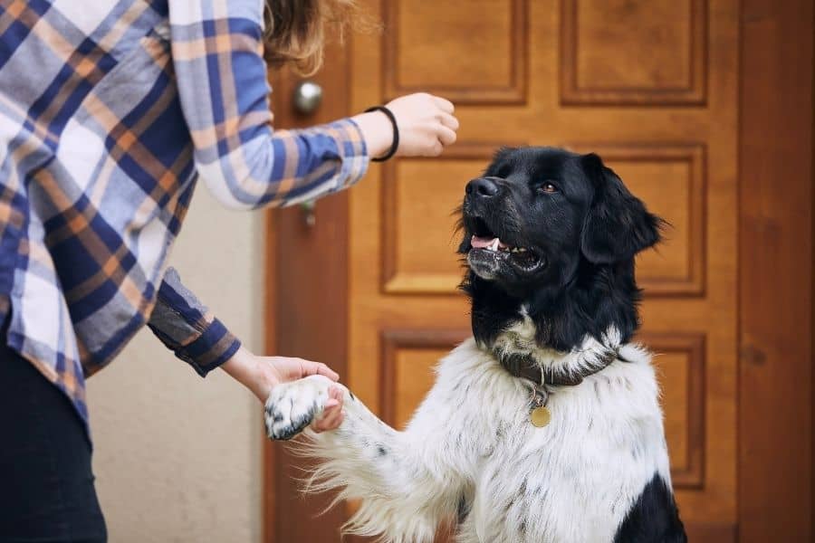 5 Ways to Encourage Positive Behavior in Your Dog