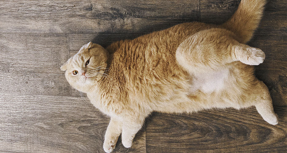 How Do You Help A Cat Lose Weight