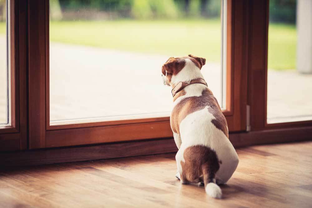 How to Stop Dog Barking When Left Alone