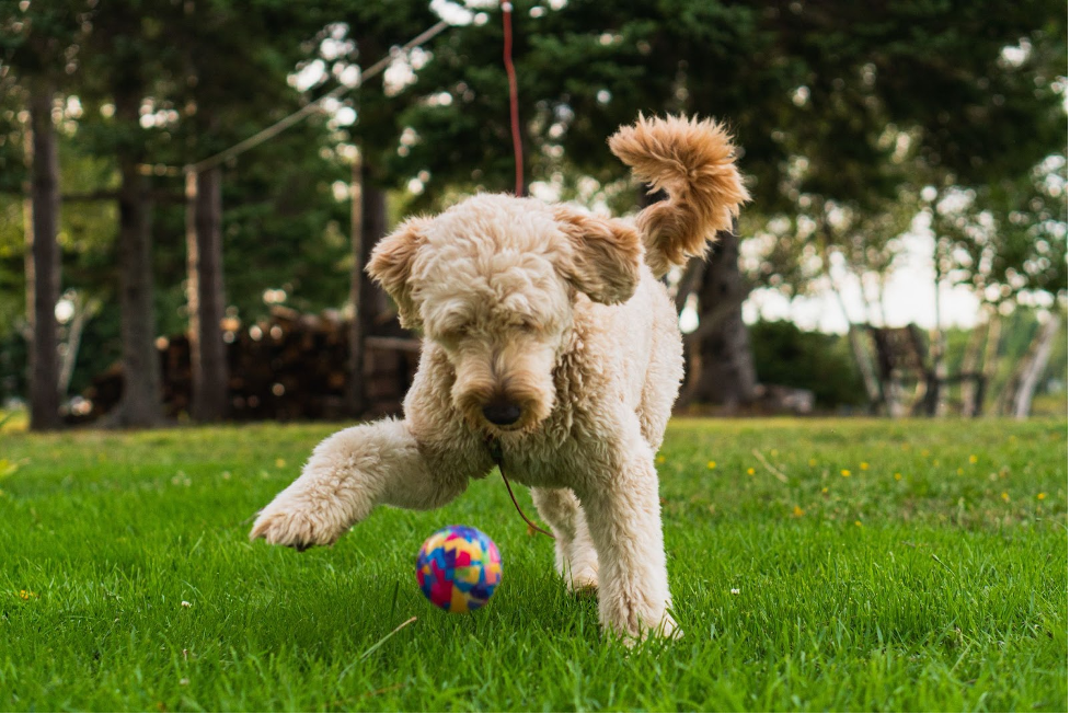 7 Fun Games to Play With Your Dog This Summer