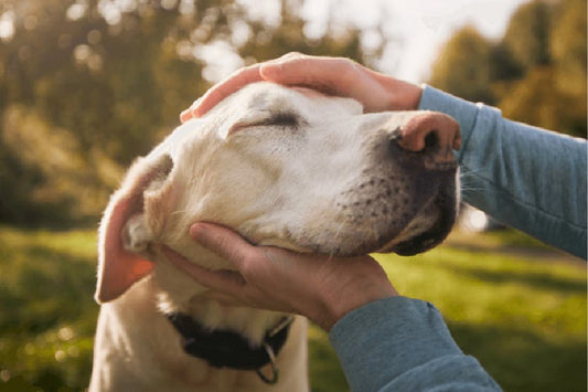 How to Care for a Senior Dog