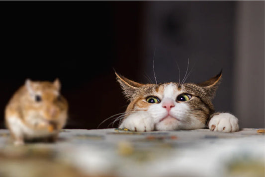 Do Cats Eat Mice? Understanding the Natural Hunting Instincts of Cats