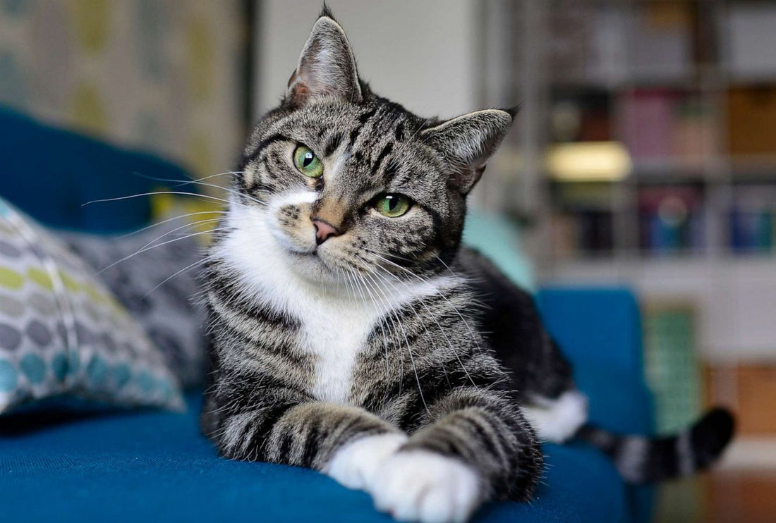 Unlocking the Mystery: Do Cats Really Know Their Names?