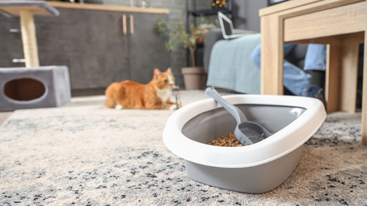 7 Ways to Reduce Litter Box Odor