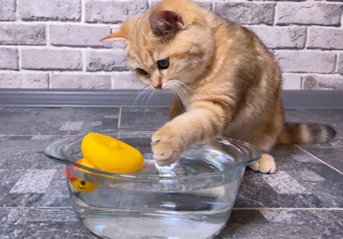 Why Does My Cat Dip Their Paw in Their Water Bowl?