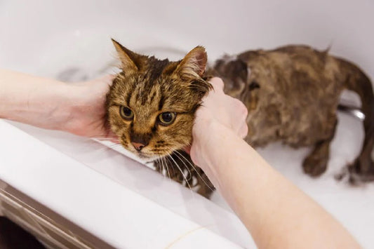 How to Bathe Your Cat: A Step-by-Step Guide