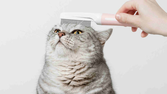 A Guide to Short-Haired Cat Grooming