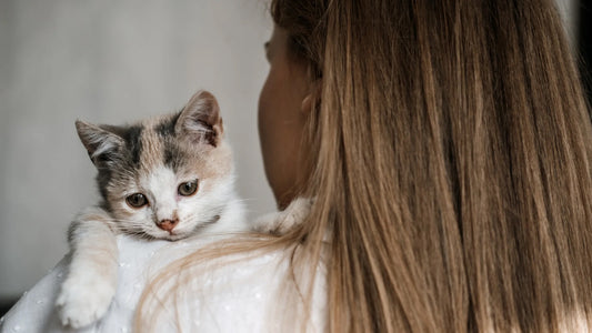 What to Look for When Choosing a Rescue Cat