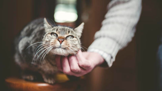 How Long Do Cats Live?Affecting Feline Lifespan and Tips for Prolonging Their Lives